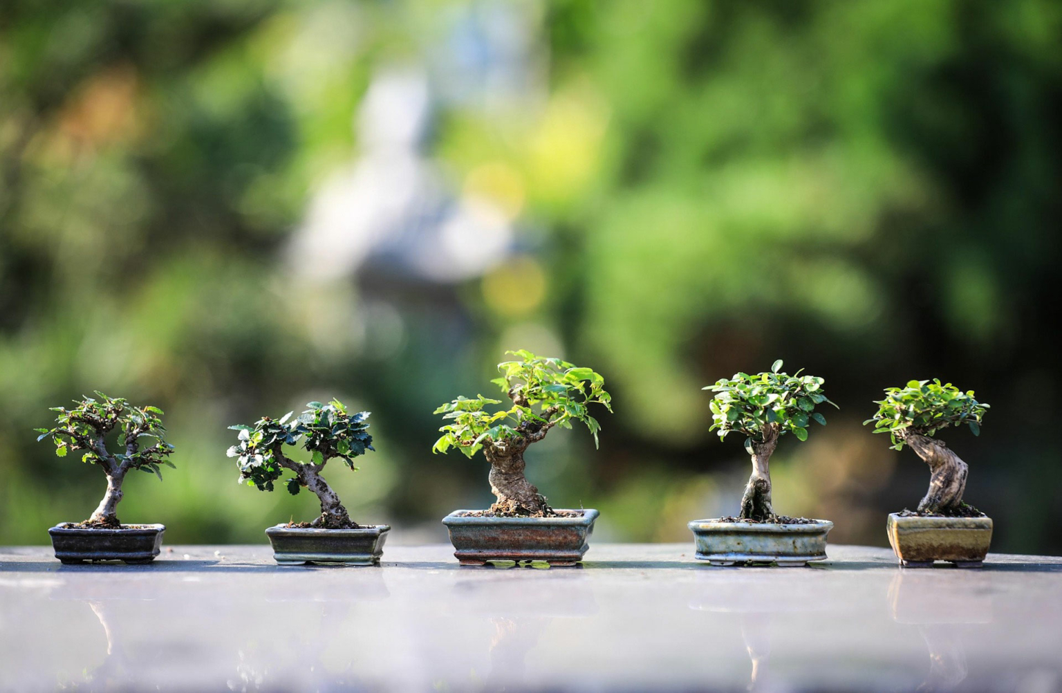 Frühling im Garten – Zeit für neue Gartenträume mit GarDomo Frühling im Garten – Zeit für neue Gartenträume mit GarDomo